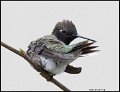 _B213960 black-chinned hummingbird